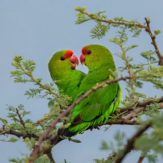 Lake Chitu - Red-headed lovebirds